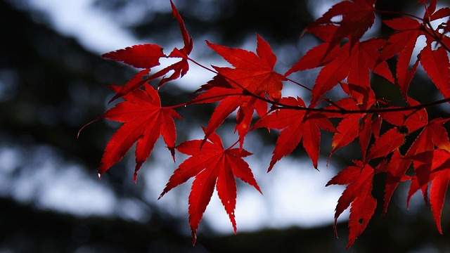 100 Liranın Aylık Faizi Ne Kadar?