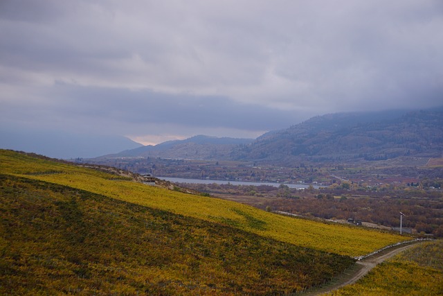 Evde Şarap Yapmak Yasak Mı? Evde Şarap Yapmak Yasak Mı?