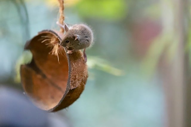 Fare Tek Başına Ürer Mi?