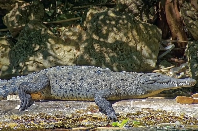 Kepek Kaşıntı Yapar Mı?
