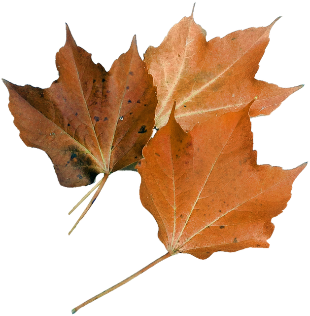 Lazanya Yaprağı Haşlanır Mı?