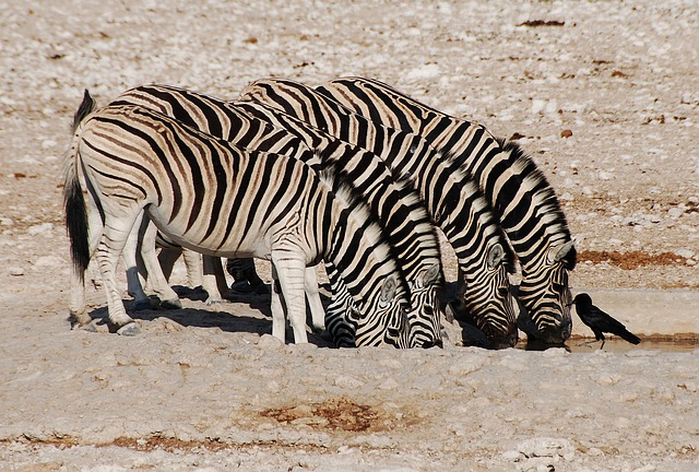 Pulsar Hangi Dizilerde Oynadı?