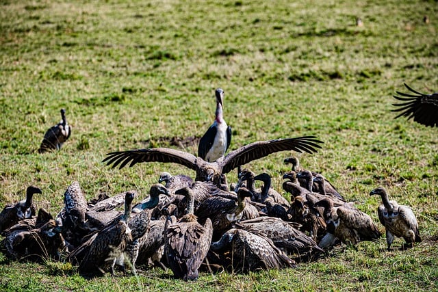 Turkcell Nasıl Sms Kazanılır?