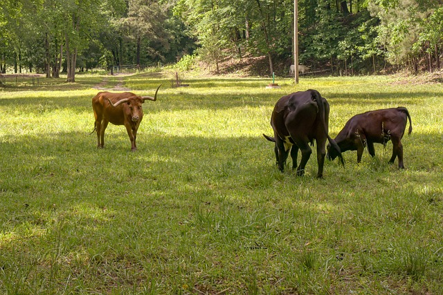 Uzun Mesafe Koşuları Nedir?