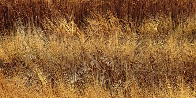 Ziraat Yatirim Hesabi Nasil Kapatilir?