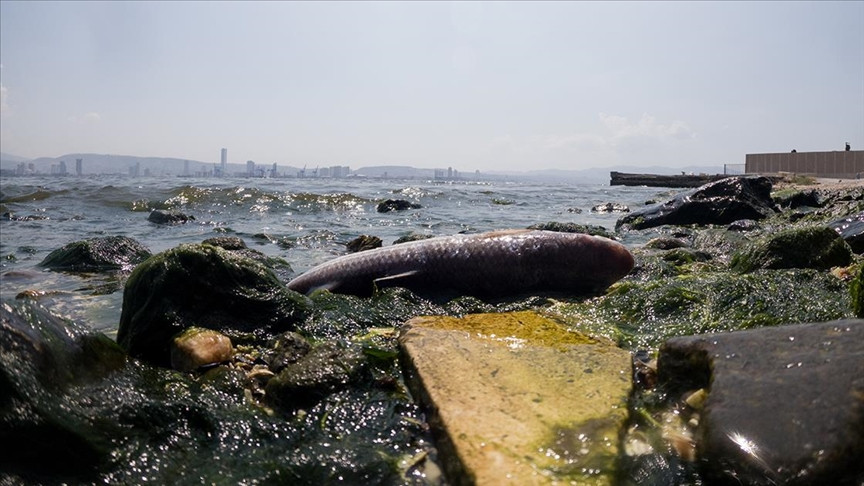 izmir korfezindeki kirlilik nedeniyle 11 ticari baligin sindirim sisteminde mikroplastik tespit edildi 1 C3Wy6dID