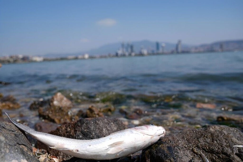 izmir korfezindeki kirlilik nedeniyle 11 ticari baligin sindirim sisteminde mikroplastik tespit edildi 32azhHyw