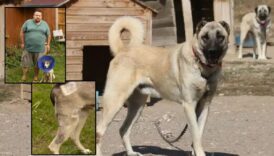londrada bir milyoner sahip oldugu uc kangal kopegi komsularinin kopegine saldirip tavuklarini oldurunce mahkemelik GbbQ6TKn