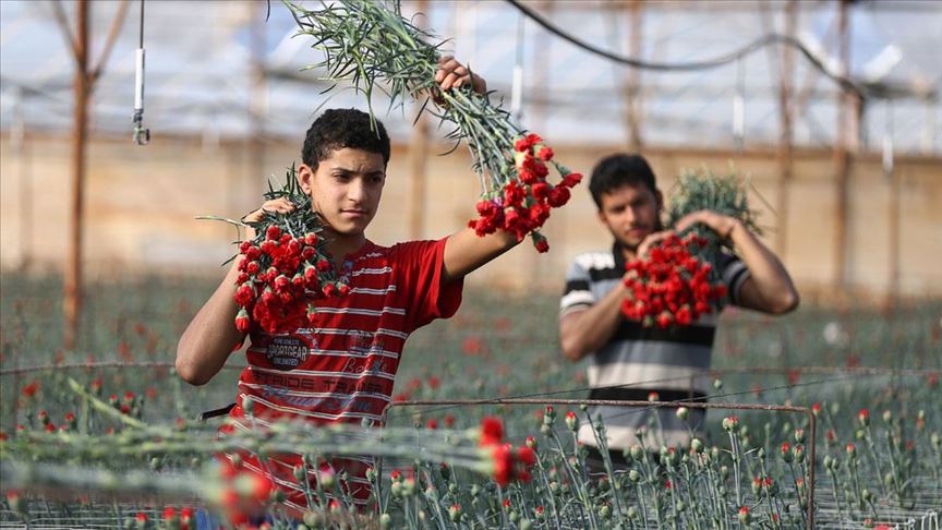 turkiyeden sevgililer gunu icin 30 ulkeye 75 milyon dal cicek gonderildi 1 J3WtTDST