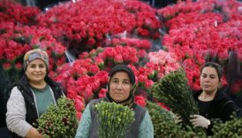 8 mart dunya kadinlar gunu nedeniyle turkiyeden 34 ulkeye 9 milyon dolarlik cicek ihracati rXSvTAlc