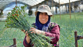 antalya 8 mart dunya kadinlar gunu icin 80 milyon dal cicek ihrac ederek 9 10 KNLAIT3O