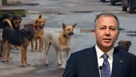 icisleri bakani ali yerlikayadan sokak hayvanlari aciklamasi belediyeler ya bu isi yapacaklar ya ben tjlPKx4y