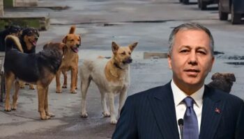 icisleri bakani ali yerlikayadan sokak hayvanlari aciklamasi belediyeler ya bu isi yapacaklar ya ben tjlPKx4y