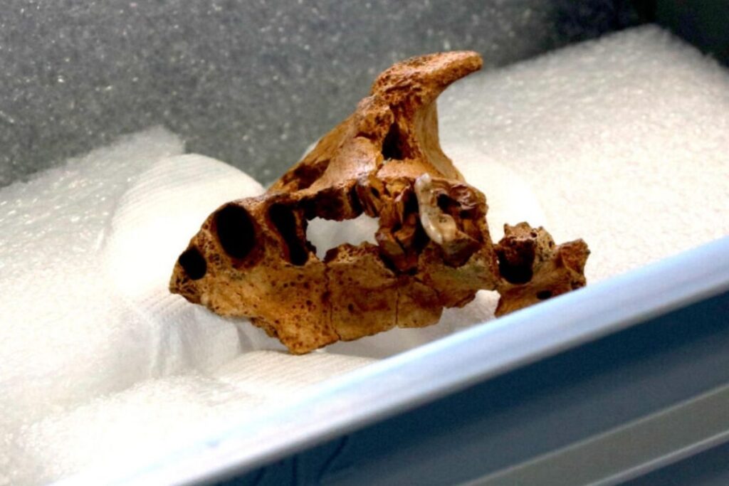 ispanyada 14 milyon yil yasinda homo affinis erectus insan turu bulundu lO7ayfeC