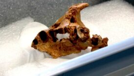 ispanyada 14 milyon yil yasinda homo affinis erectus insan turu bulundu lO7ayfeC