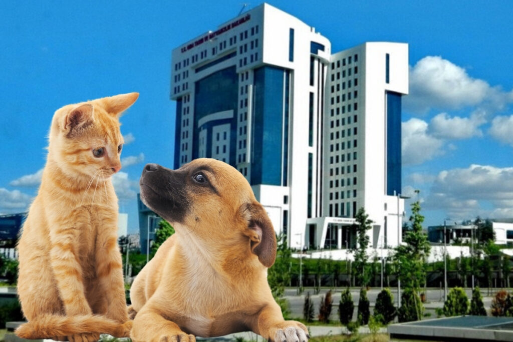 kedi ve kopek sahiplerine yeni duzenleme mikrocip zorunlulugu icin son tarih 31 aralik 2025e IQBfcM88