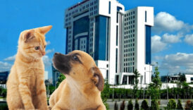 kedi ve kopek sahiplerine yeni duzenleme mikrocip zorunlulugu icin son tarih 31 aralik 2025e IQBfcM88
