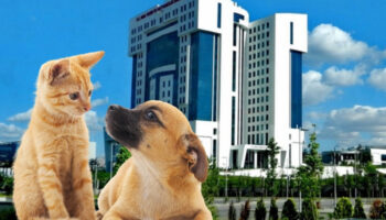 kedi ve kopek sahiplerine yeni duzenleme mikrocip zorunlulugu icin son tarih 31 aralik 2025e IQBfcM88