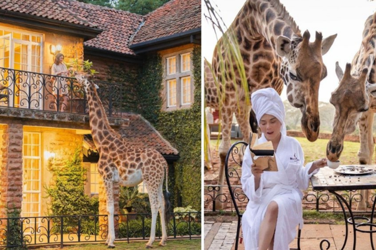 luks safari deneyimleri buyuk ilgi goruyor afrikada yeni oteller yuksek fiyatlar ve buyuyen talep 49CPu1JA