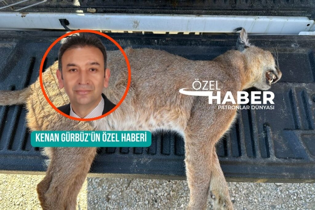 muglada nadir bir tur olan karakulak araba carpmasi sonucu yasamini yitirdi MauzifQv