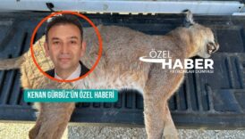 muglada nadir bir tur olan karakulak araba carpmasi sonucu yasamini yitirdi MauzifQv