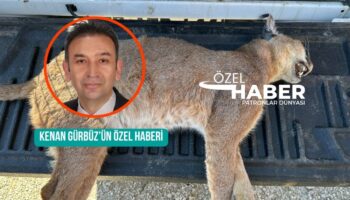 muglada nadir bir tur olan karakulak araba carpmasi sonucu yasamini yitirdi MauzifQv