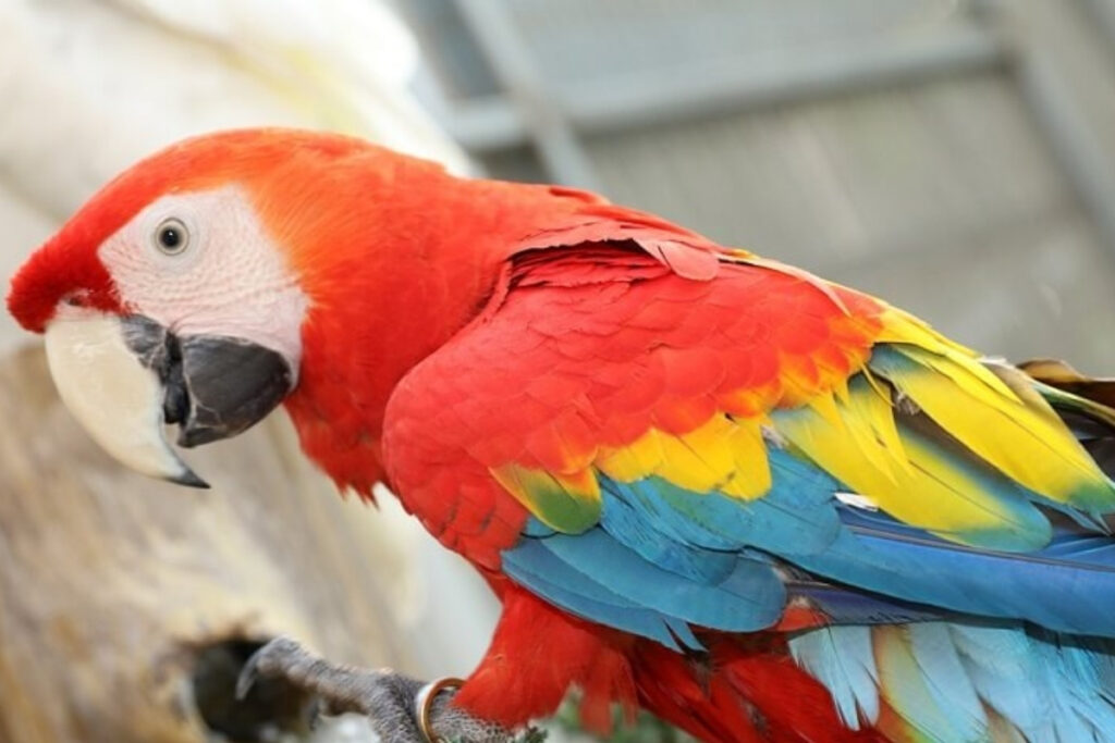 satisi ozel izne bagli 1i disi 2 macaw papagani satanlara 617 bin tl ceza gRdYRNjD