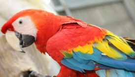 satisi ozel izne bagli 1i disi 2 macaw papagani satanlara 617 bin tl ceza gRdYRNjD