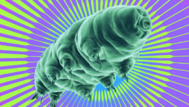 tardigradlardan elde edilen bir protein kanser hastalarinin radyasyon tedavisine yardimci olacak DvYs4q3J