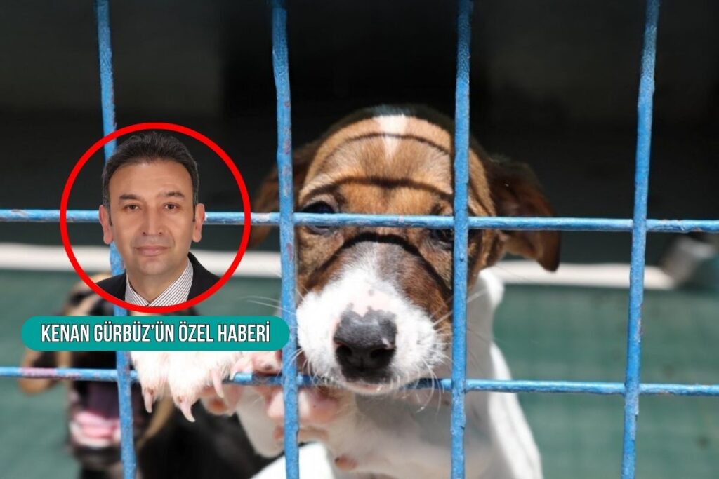 bodrum belediyesine tedavilerinin ardindan dogal yasam alanlarina birakilan sokak hayvanlari icin 100 milyon tllik fbDcs5GW