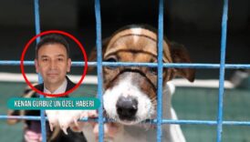 bodrum belediyesine tedavilerinin ardindan dogal yasam alanlarina birakilan sokak hayvanlari icin 100 milyon tllik fbDcs5GW