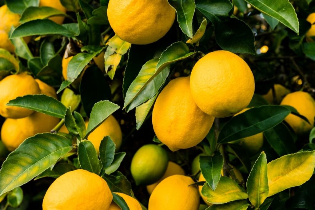 don vakalari nedeniyle limon ihracati gecici olarak durdurulacak GPe92xyj