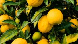 don vakalari nedeniyle limon ihracati gecici olarak durdurulacak GPe92xyj