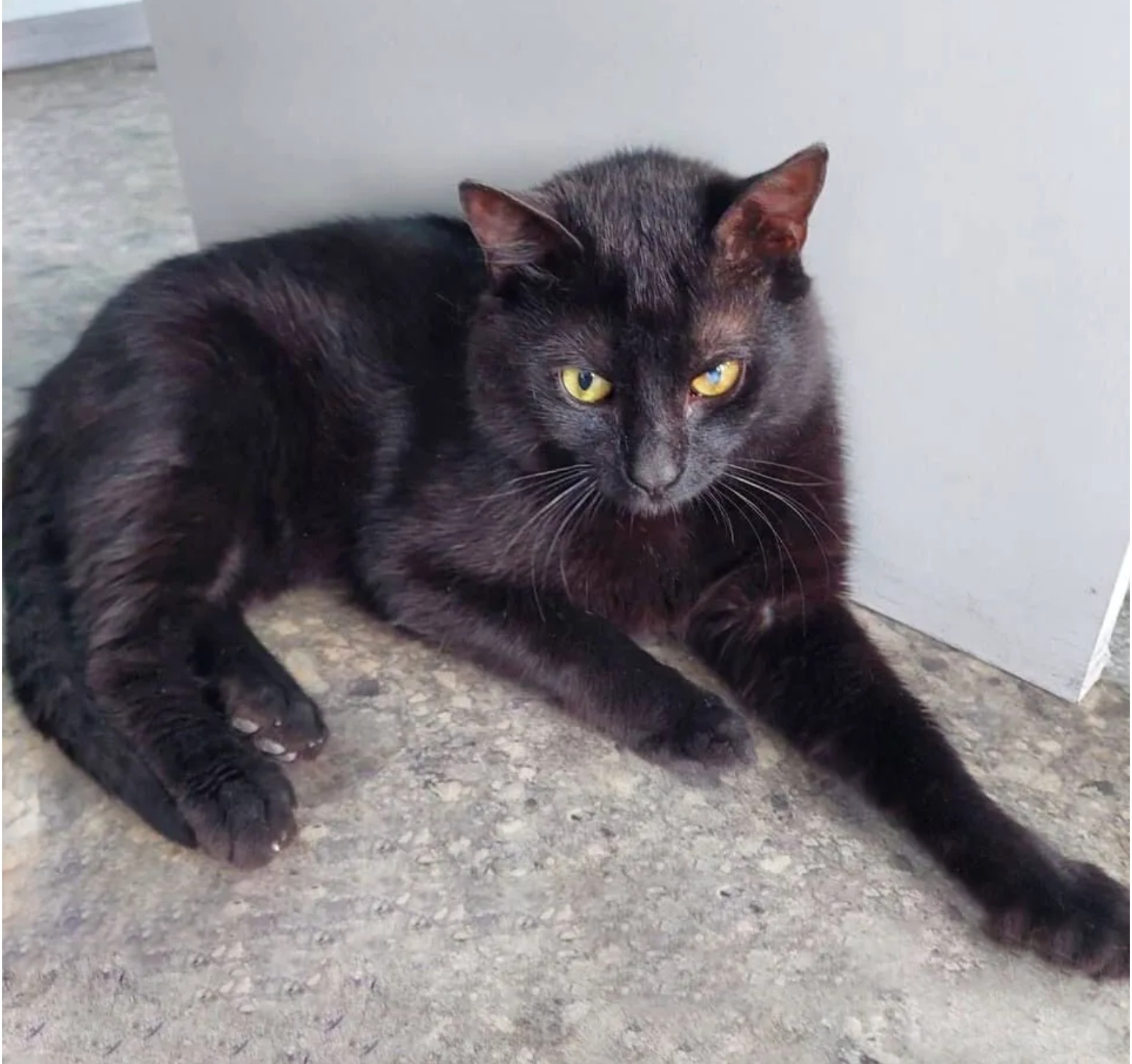 istanbuldan kacak bindigi konteynerla rusyaya giden kedi burak ne rusyaya girebiliyor ne turkiyeye donebiliyor P1hV2EJO
