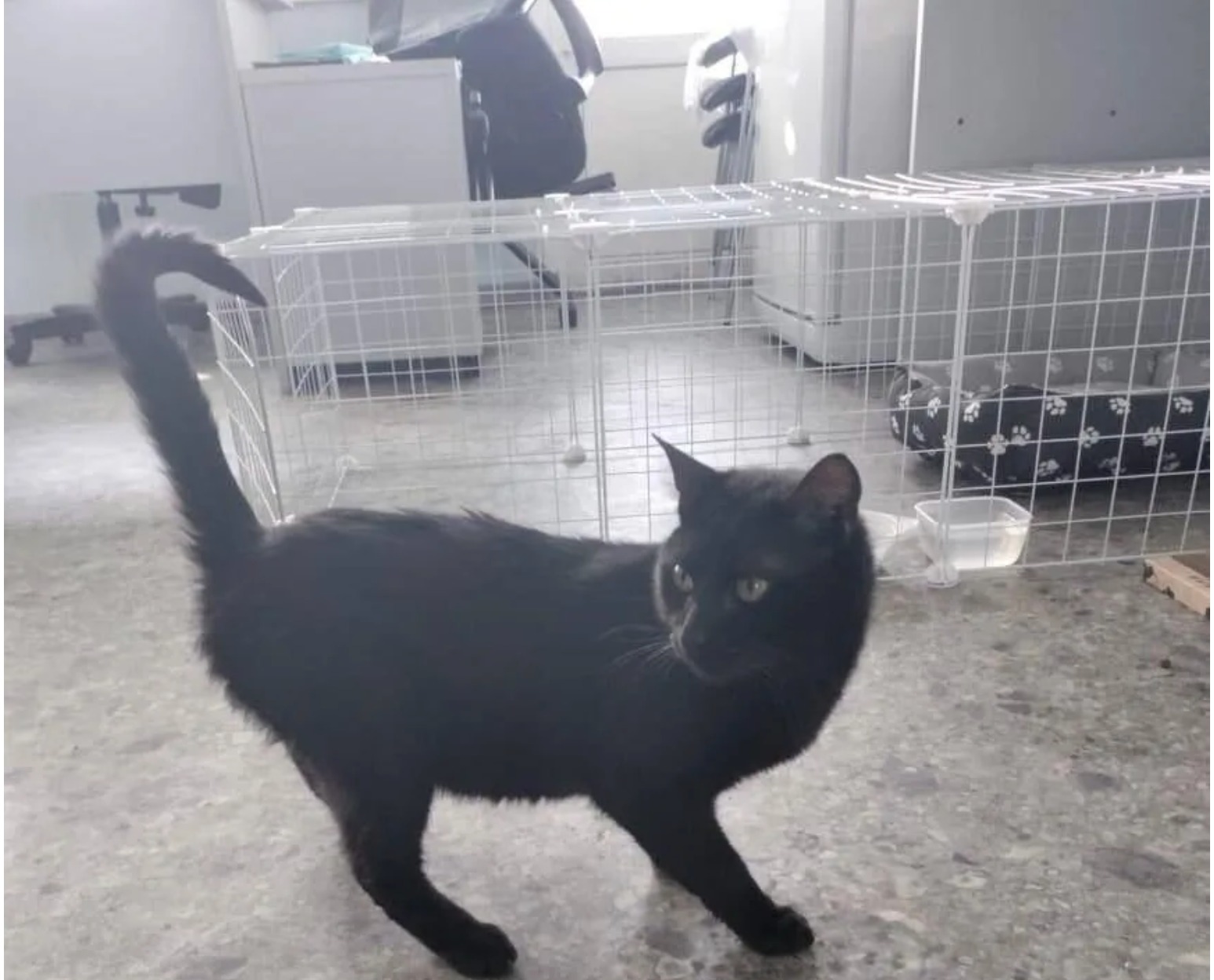 istanbuldan kacak bindigi konteynerla rusyaya giden kedi burak ne rusyaya girebiliyor ne turkiyeye donebiliyor WjddVChD