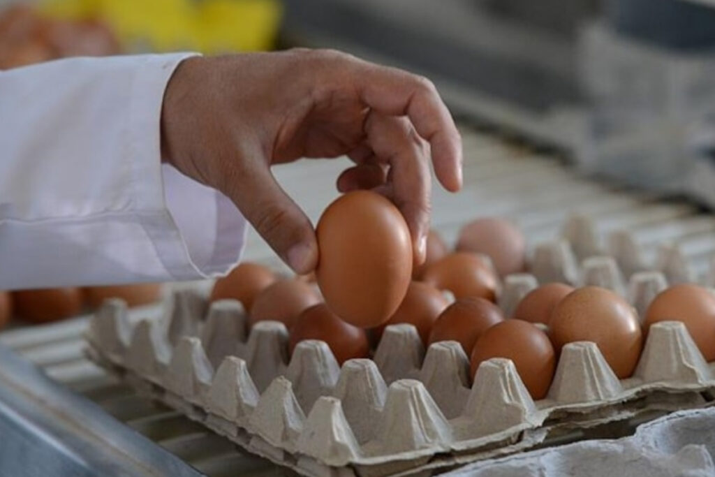 tavuk doner zehirlenmesinin ardindan gundeme gelen salmonella tehlikesi uzmanlardan yumurta temasi sonrasi el hijyenine SdTLH3kf
