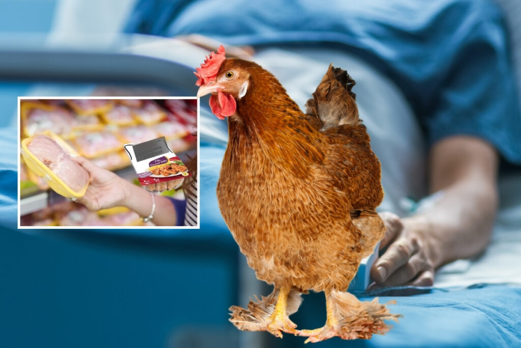 turkiyenin en buyuk tavuk ureticisindeki olumcul listeria bakterisi icin sadece 210 bin lira ceza JbYqj7xA