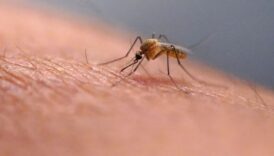 cinin fosan kentinde sivrisinek kaynakli virusun bulastigi kisi sayisi iki haftada 4 bini gecti dEBfiKaa
