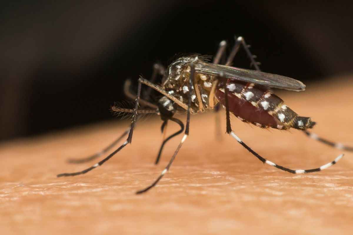 avrupa cografyasinda baskin olmaya baslayan istilaci sivrisinek turu chikungunya turkiye icin de tehdit 0 Ot5FwT7B