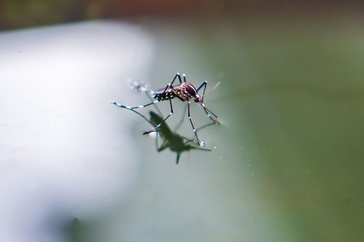 avrupa cografyasinda baskin olmaya baslayan istilaci sivrisinek turu chikungunya turkiye icin de tehdit 1 v1fDN9sg