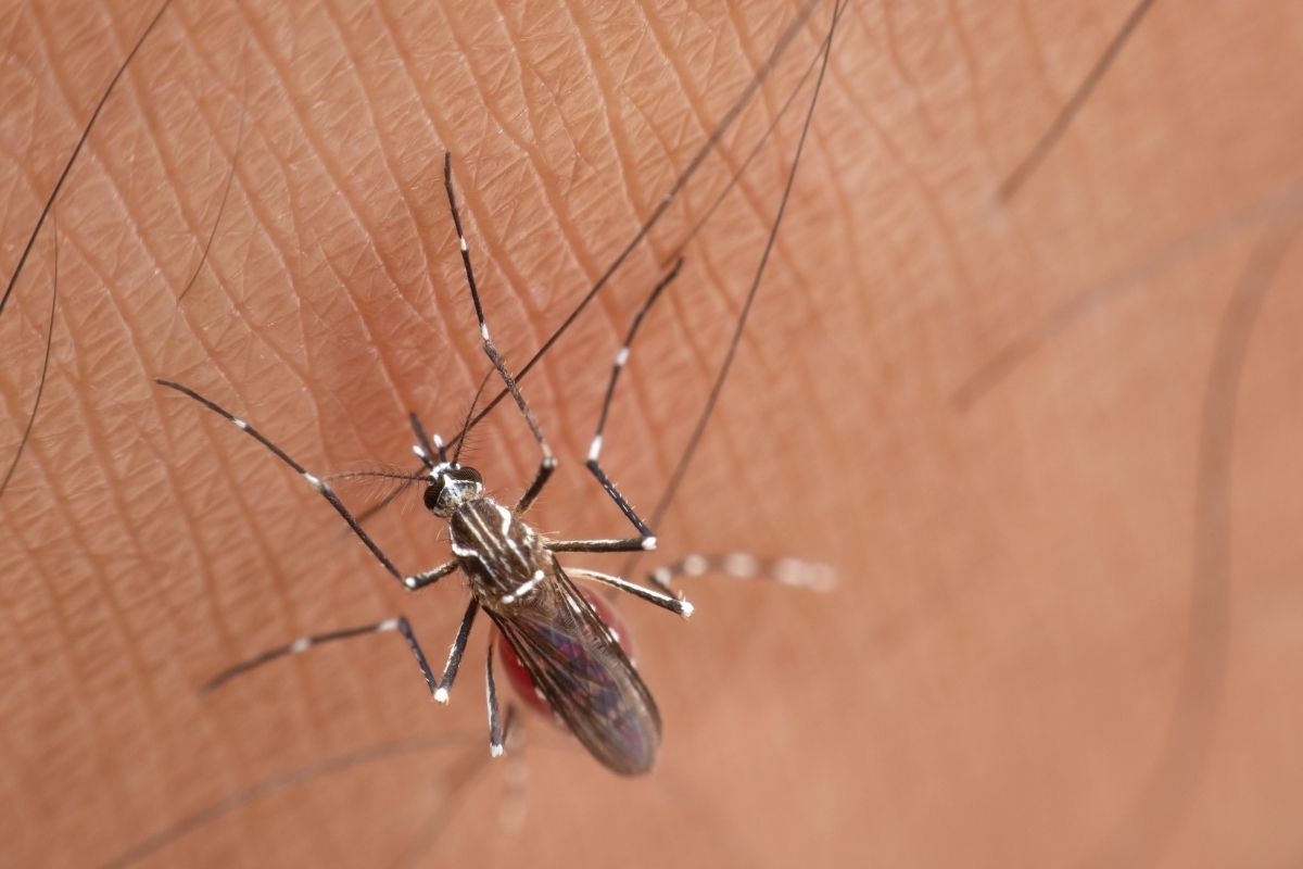 avrupa cografyasinda baskin olmaya baslayan istilaci sivrisinek turu chikungunya turkiye icin de tehdit 2 rAOCOnDl