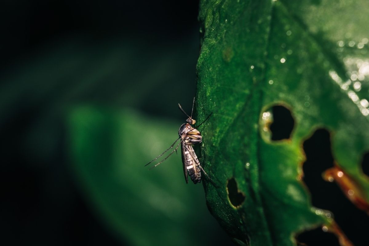 avrupa cografyasinda baskin olmaya baslayan istilaci sivrisinek turu chikungunya turkiye icin de tehdit 3 dfLJKsEP
