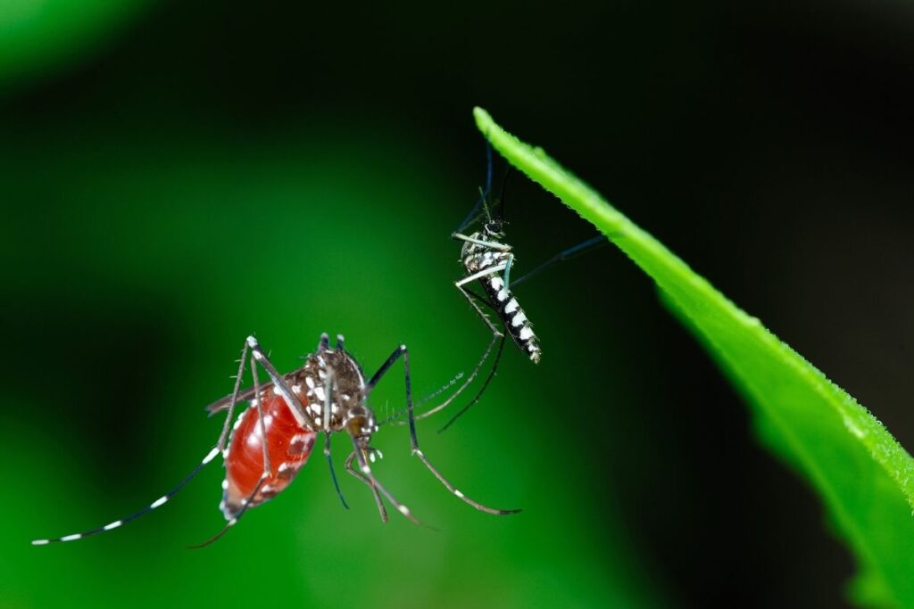 avrupa cografyasinda baskin olmaya baslayan istilaci sivrisinek turu chikungunya turkiye icin de tehdit XPLPgaEb