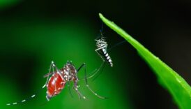 avrupa cografyasinda baskin olmaya baslayan istilaci sivrisinek turu chikungunya turkiye icin de tehdit XPLPgaEb