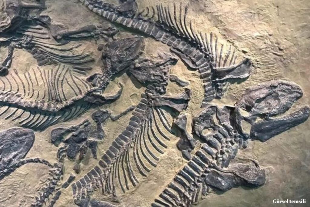 cinde yeni bir dinozor turune ait fosil bulundu DqL6RzjP