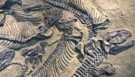 cinde yeni bir dinozor turune ait fosil bulundu DqL6RzjP