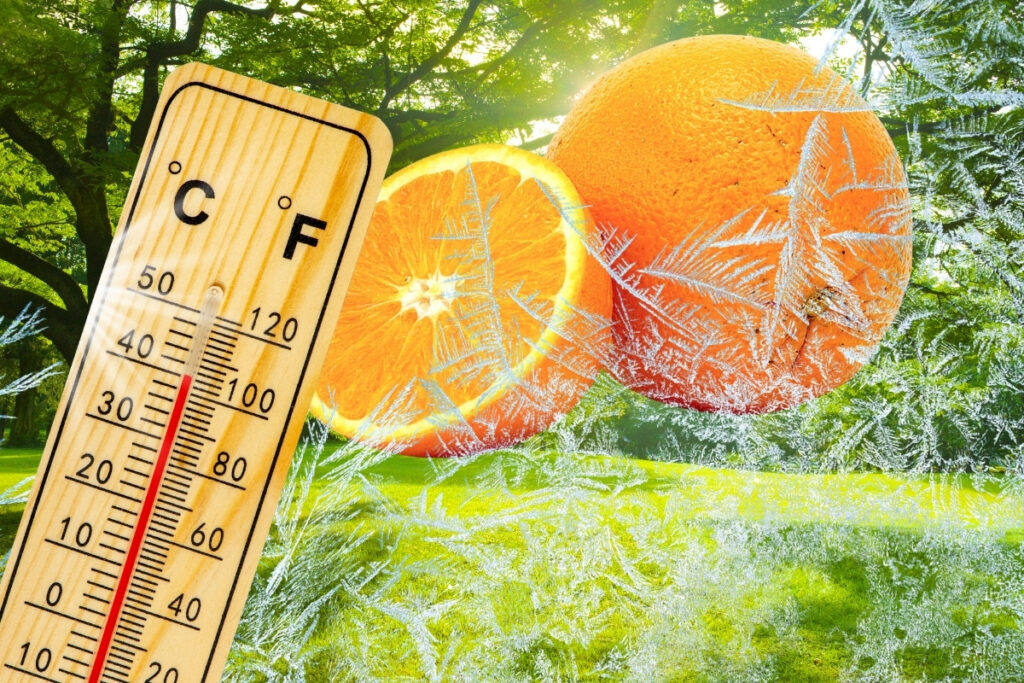 don ve kuraklik sonrasi yuksek sicakliklar narenciye ureticisini zorluyor fiyatlarda gevseme beklenmiyor BVcfbb5U
