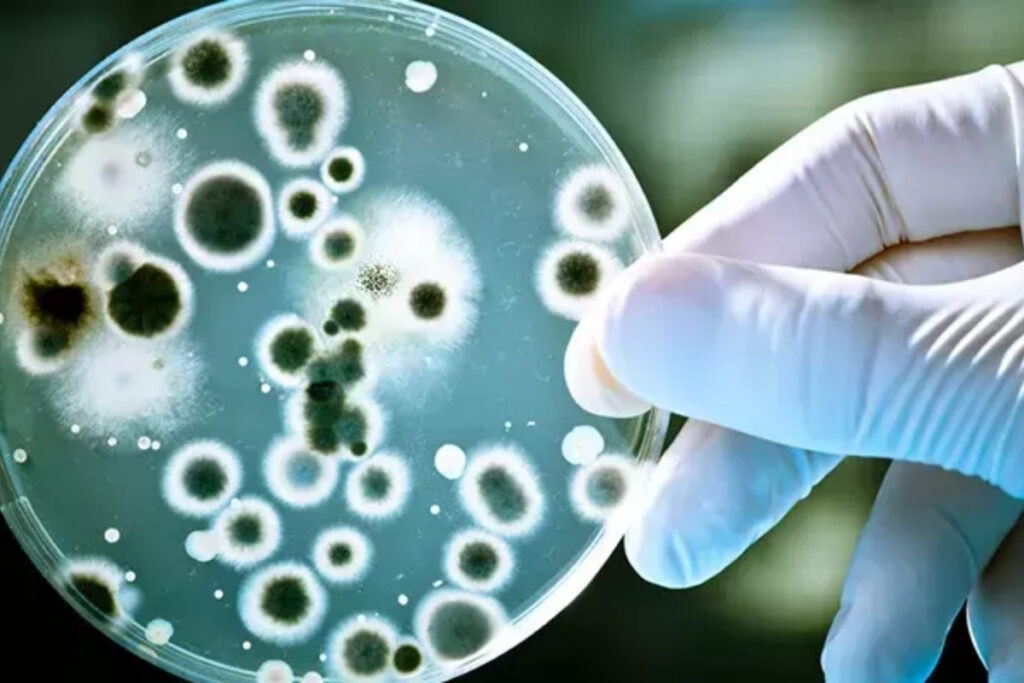 bilim insanlari yapay zek ile bakteriyofaj tasarladi direncli escherichia coli turleri laboratuvar ortaminda etkisiz zIGlV8u5