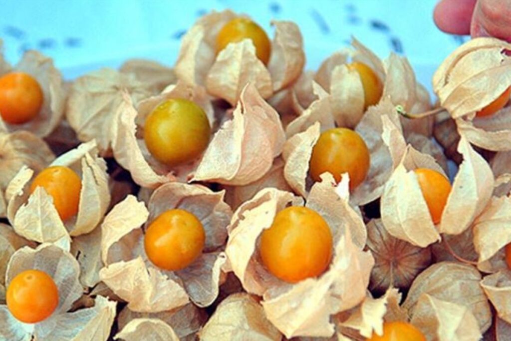 istanbul ticaret borsasinin altin tohumlar projesinde bu ay altin cilek konusuldu dK4ADHFK