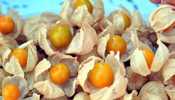 istanbul ticaret borsasinin altin tohumlar projesinde bu ay altin cilek konusuldu dK4ADHFK